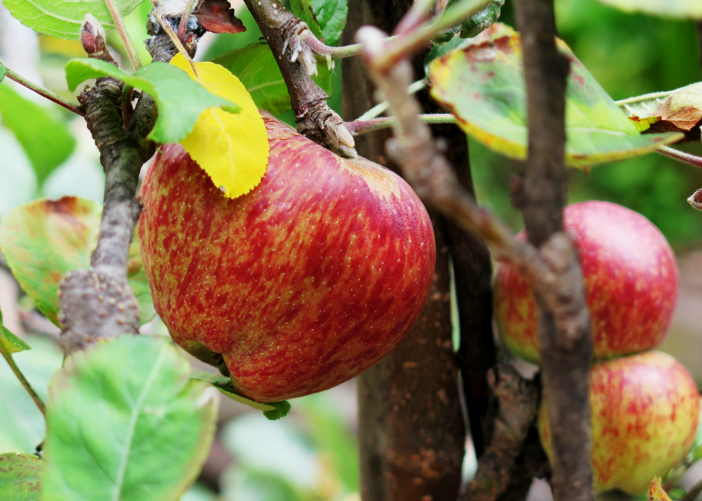 Apples